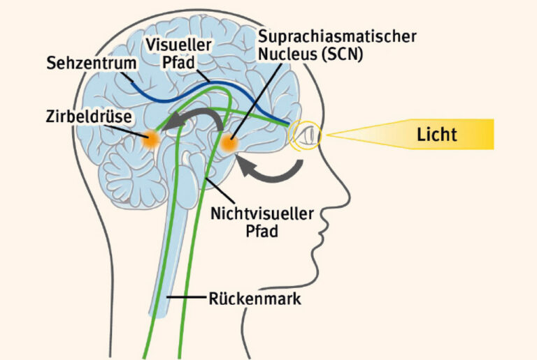 schematische Darstellung des menschlichen Gehirns mit Visualisierung welche Wege Licht im menschlichen Gehirn durchläuft
